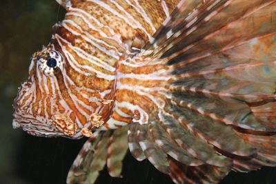 closeup of lionfish