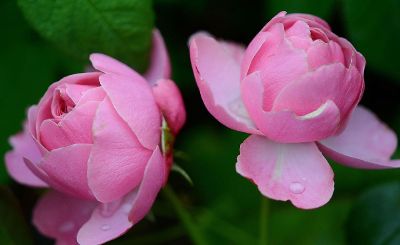 pink peony blossoms