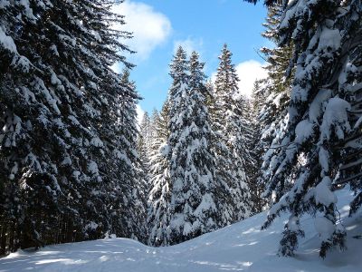 winter day in the forest