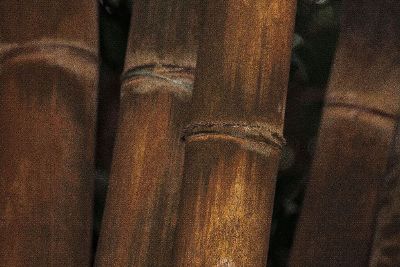 a group of bamboo tress