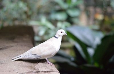 a dove on a ledge