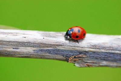 ladybug on stick