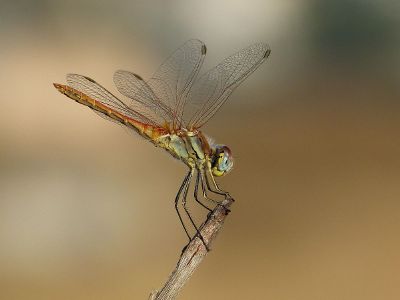 dragonfly on branch