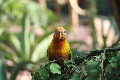 parrot on a tree limb