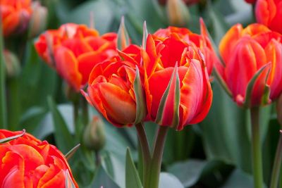 field of red tulips