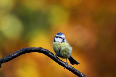 bird on a twig