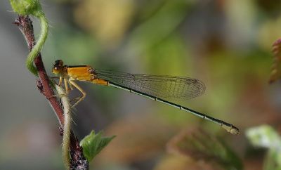 dragonfly perches upon on plant
