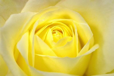 a yellow rose