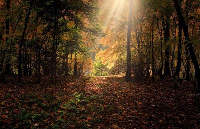 forest in autumn