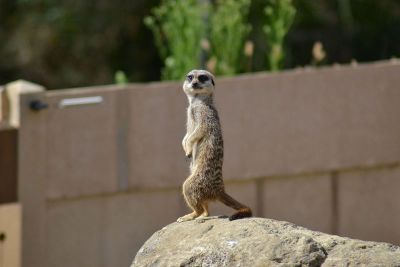 meerkat standing on a rock