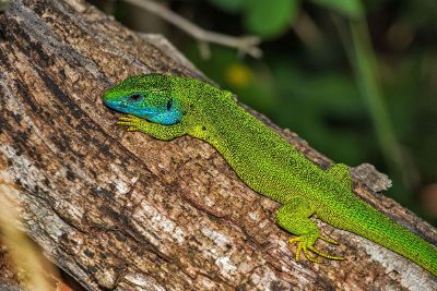 lizard resting on tree brance