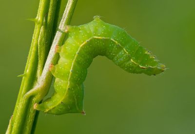 a green caterpillar