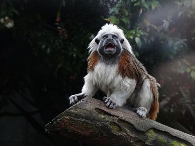 a large monkey on a log