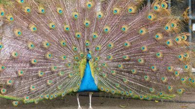 peacock spreading feathers