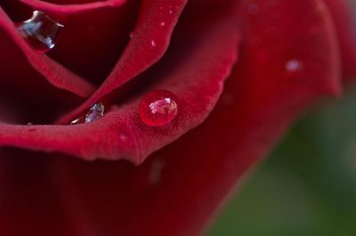 dew drop on red rose