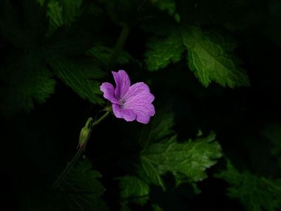 purple flower with surrounding green foliage