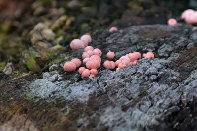 spores or eggs on a rock