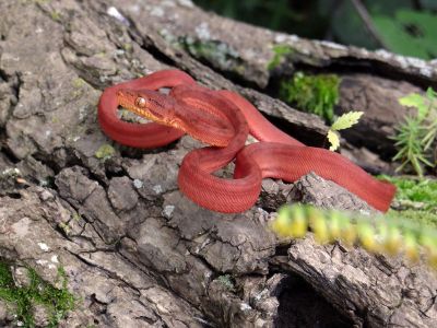 snake on wood