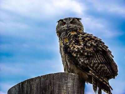 large owl on post
