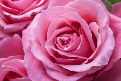 closeup of a pink rose