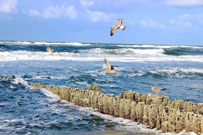 seagull by the reef