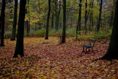 bench in the forest in fall