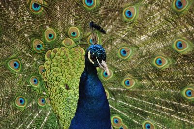 male peacock