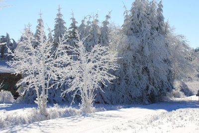 tree covered with snow