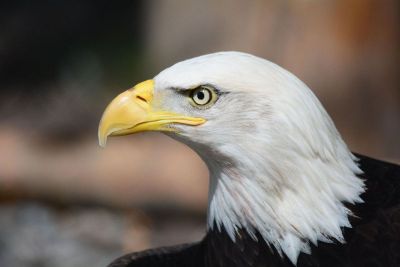 american bald eagle