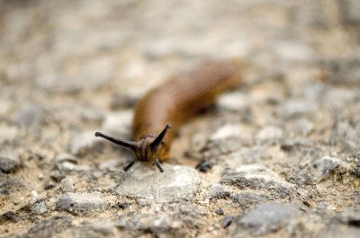slug on road
