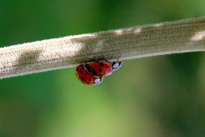 two ladybugs