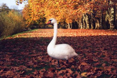 swan in autumn