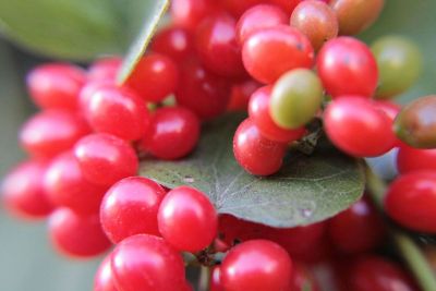 berries on leaf