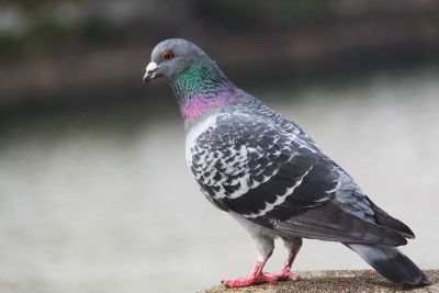 common pigeon