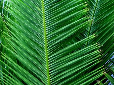 pointy green leaves