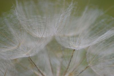 feathery plants