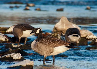 geese in stream