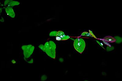 small emerald green leaves