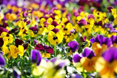 bed of flowers