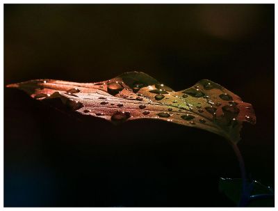 raindrops on leaf