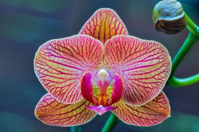 beautiful pink and yellow orchid