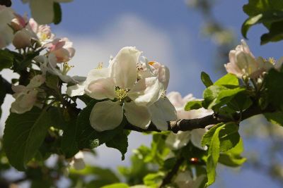 fruit tree blooms