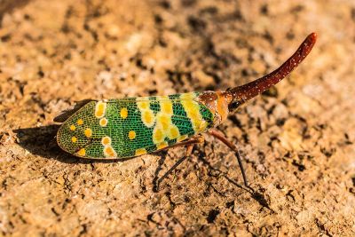 bug with green wings and horn