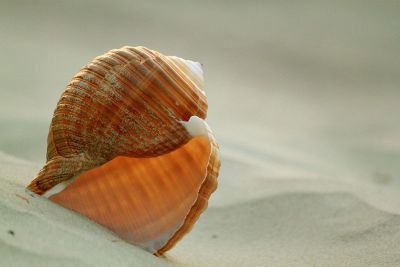 empty shell in the sand