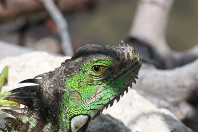 closeup of an iguana