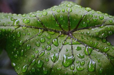 rain water on a leaf