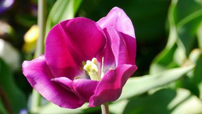 pink flower in the sun