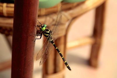 dragonfly on table leg
