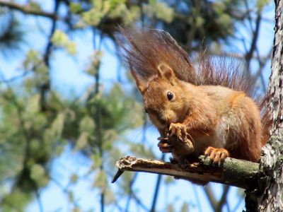 squirrel outside