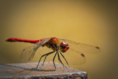 landed dragonfly